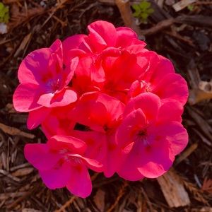 Meet your Posher, Alina